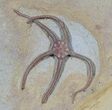 Exceptional Jurassic Brittle Star (Palaeocoma) - Lyme Regis #38939-1